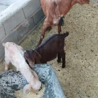 بز دورگ|حیوانات مزرعه|یزدان شهر, |دیوار