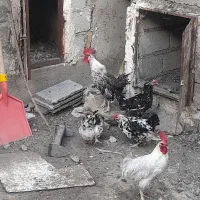 مرغ و خروس گلین