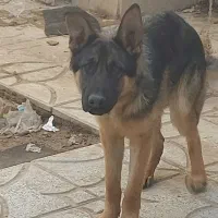 سگ ژرمن شپرد