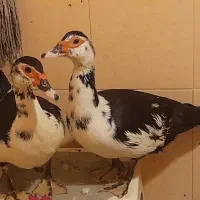 خروس و مرغ