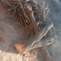 فروش چوب خشک وخیس