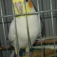 جفت عروس هلندی|پرنده|ایرانشهر, |دیوار