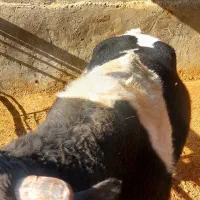 گوساله نر|حیوانات مزرعه|کرج, محمود آباد|دیوار