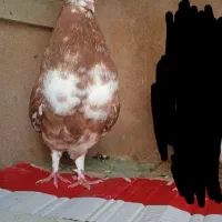 کبوتر
