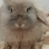 خرگوش لوپ با قفس