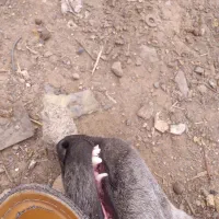 واگزاری توله قدرجونی اصیل|سگ|خرم‌آباد, |دیوار