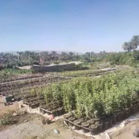 فروش و کاشت  درختان گرمسیری، گل ،گیاه ،سم وکود|خدمات باغبانی و درختکاری|بندرلنگه, |دیوار