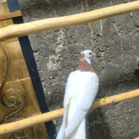 جوجه طوقی . سرخ