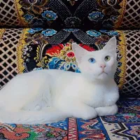 گربه دو چشم رنگی با نژاد خوب