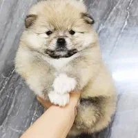 واگذاری پامرین خرسی|سگ|مشهد, یاس|دیوار