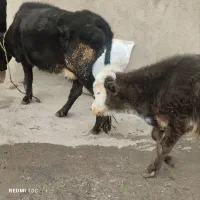 گاو‌گوساله‌سالم‌