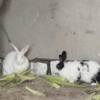 خرگوش۸۰۰۰۰۰۰