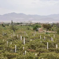 باغ ۱۰۰۰ متری با استخر خانه‌باغ هم داره