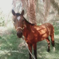 سلام به خدمت دوستان عزیز اسب نریون|اسب و تجهیزات اسب‌سواری|فهرج, |دیوار