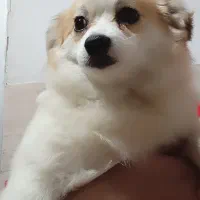 یک عدد سگ اشپیتز ماده