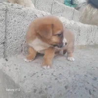 واگذاری توله پاکوتاه