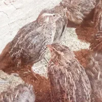 قیمت دونه ۸۰ هزار|پرنده|جزنیک, |دیوار