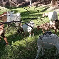 هفتاگوسفندجمل زابفروش میرسد