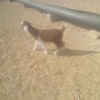 بزغاله‌فروشی