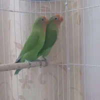 دو جوجه کوتوله برزیلی سبز ۳ ماهه  آماده برای خونه