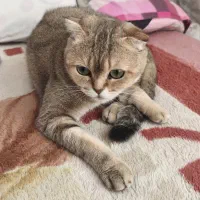 گربه بریتیش|گربه|کرج, عظیمیه|دیوار