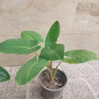 بابا ادم|گل و گیاه طبیعی|تهران, ائمه اطهار|دیوار