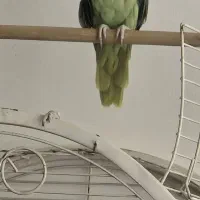 شاه طوطی ماده