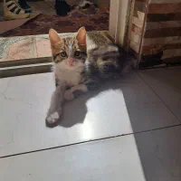 واگذاری دوتا گربه به همراه وسایل کاملا رایگان