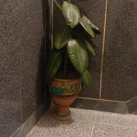 گل گوش فیلی و گلدان سالم