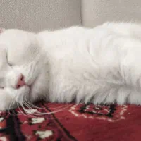 گربه پنج ماهه با وسایل کامل|گربه|گرگان, |دیوار