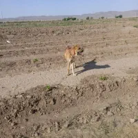 سگ گله|سگ|نیشابور, شهرک فیروزه|دیوار