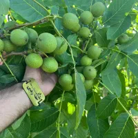 توزیع درخت گردو چندلر