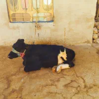 گاو با گوساله ماده