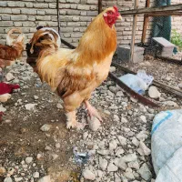 تخم مرغ نطفه دار برهما بوف