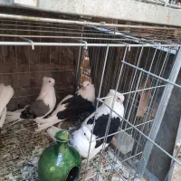 سرور بلند دوکت کاکلی|پرنده|اردکان, |دیوار