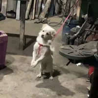 سگ‌تربیت شده