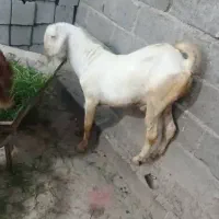 کهره نری|حیوانات مزرعه|میناب, |دیوار