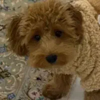 سگ توی پودل