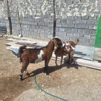 دوعد بژ نژادی