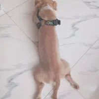 پانسیون سگ|خدمات پیشه و مهارت|چهارباغ, |دیوار