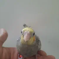 جوجه عروس سرلاکی