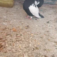 سینه سیاه چنگ سفید|پرنده|شیراز, رکن‌آباد|دیوار