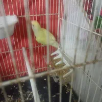 کوتوله قفس چوبی|پرنده|مشهد, ایوان|دیوار