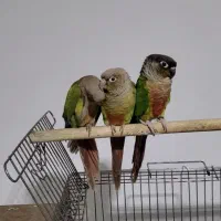 گیرینچیک مولد|پرنده|تهران, آذری|دیوار