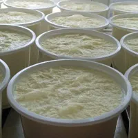 ماست درجە ۱گاوی