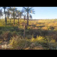 زمین در روستای صیداویه