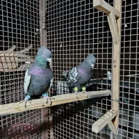 طوقی|پرنده|آباده, |دیوار