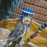 عروس هلندی حرف بزن