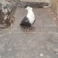 کبوتر|پرنده|چناران, |دیوار