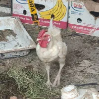 خروس چهل تاج جوان مرغ گیر